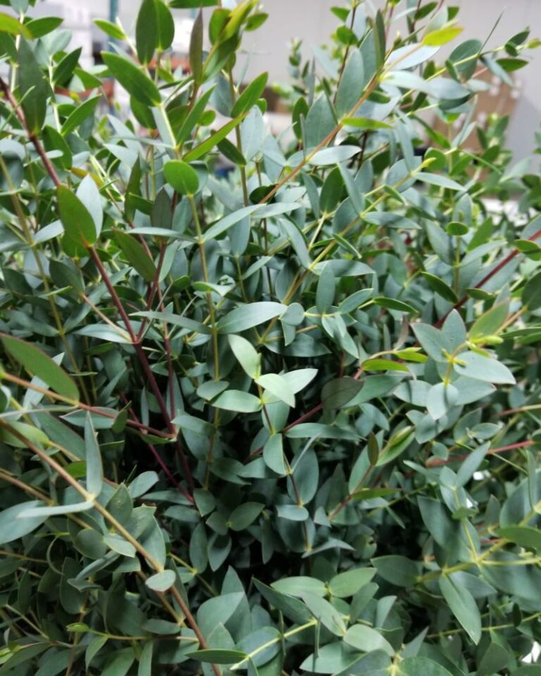 Eucalyptus parvifolia | DP FLOWERS