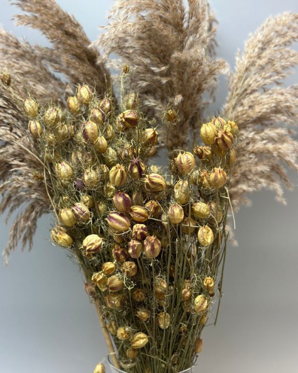 Nigella damascena green - Image 2