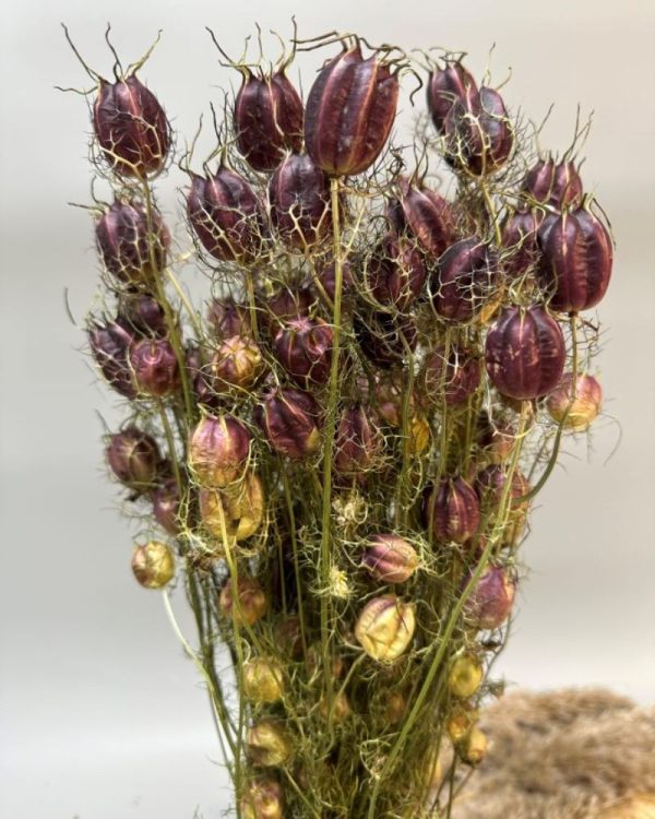 Nigella damascena purple