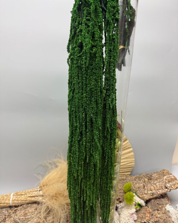 Amaranthus green