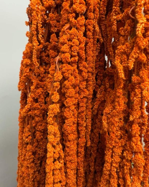 Amaranthus orange rust - Image 3