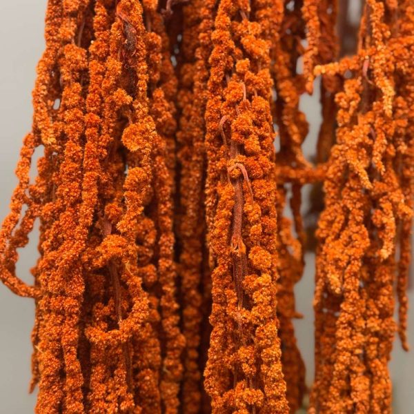 Amaranthus orange rust - Image 2