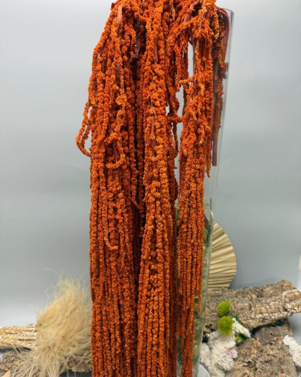 Amaranthus orange rust