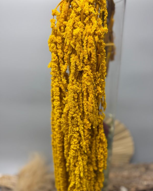 Amaranthus yellow mustard - Image 2