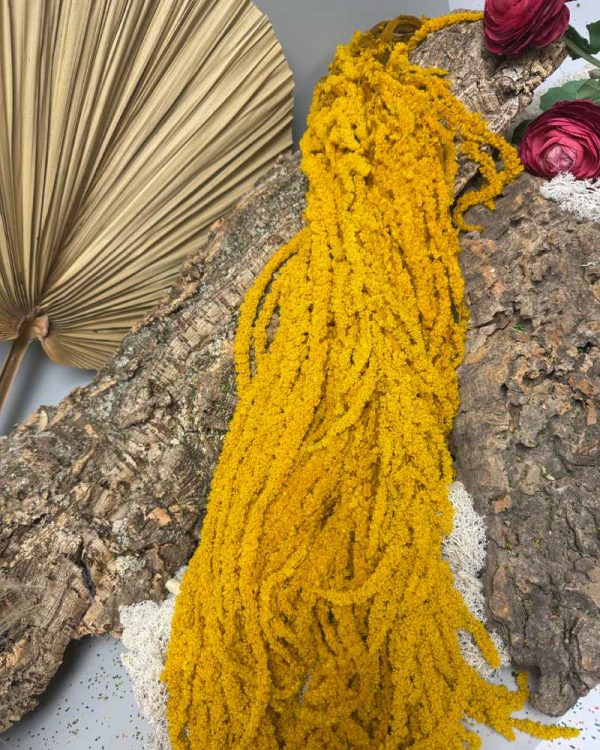 Amaranthus yellow mustard