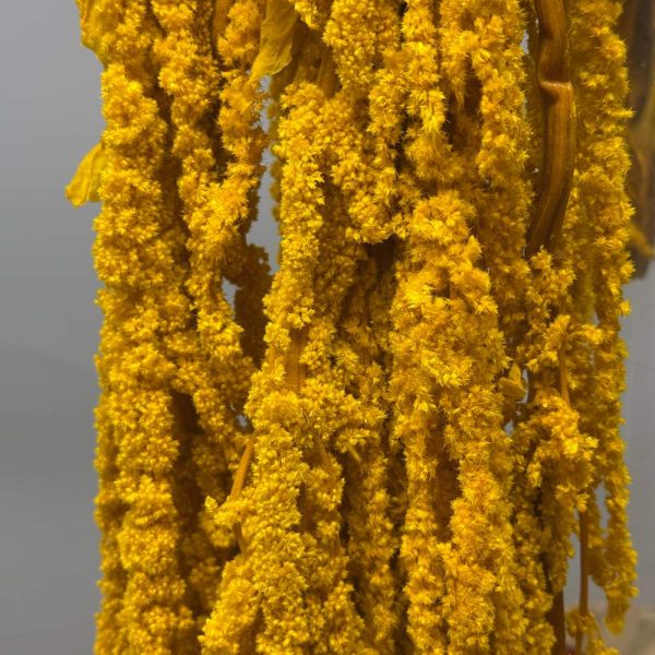 Amaranthus yellow mustard - Image 3