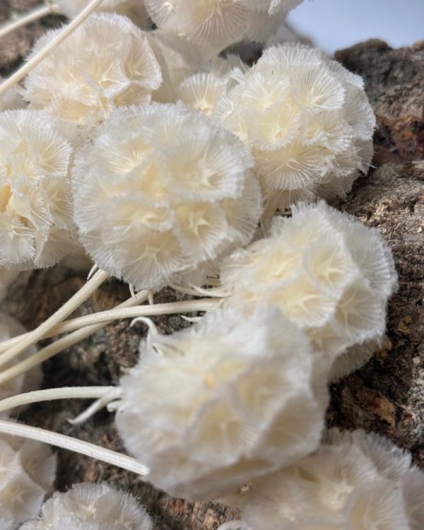 Scabiosa stellata bright white - Image 4