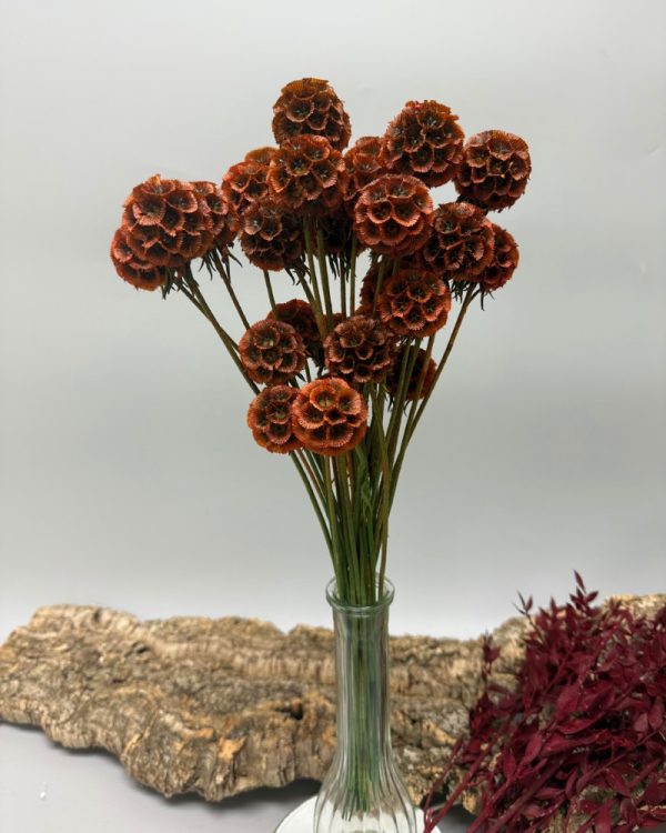 Scabiosa stellata brown green - Image 4