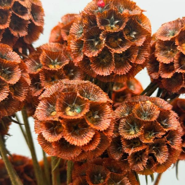 Scabiosa stellata brown green - Image 3