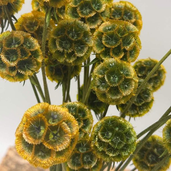 Scabiosa stellata green orange - Image 5