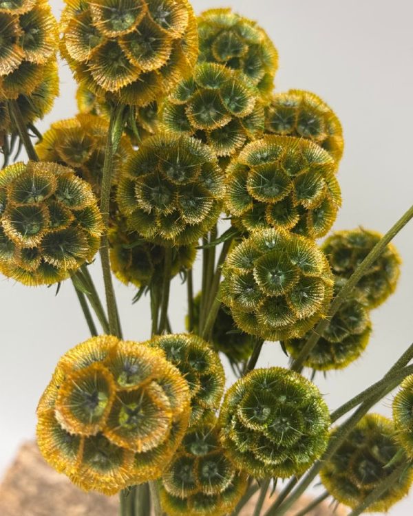 Scabiosa stellata green orange - Image 4