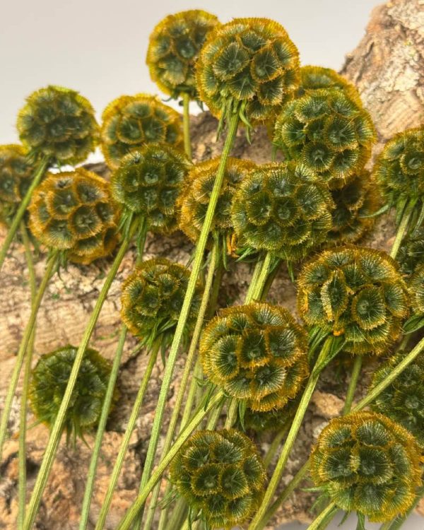 Scabiosa stellata green orange