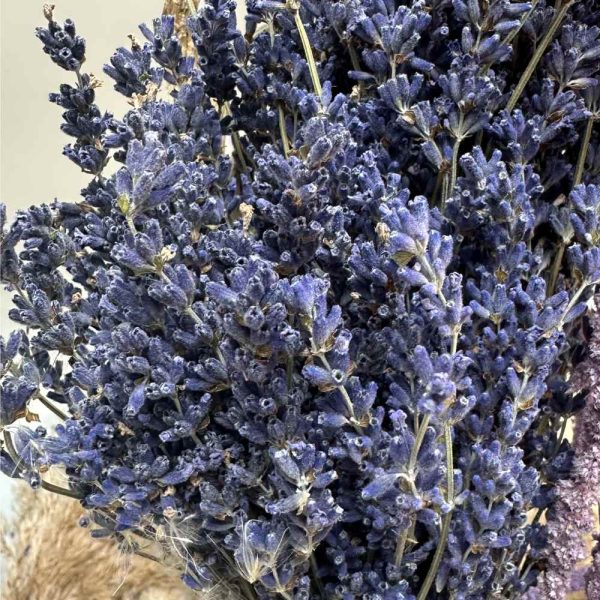 French lavender purple