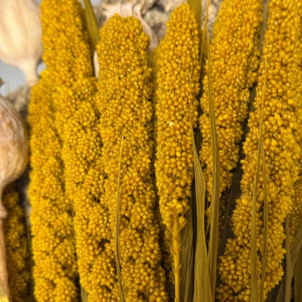 Millet yellow - Image 2