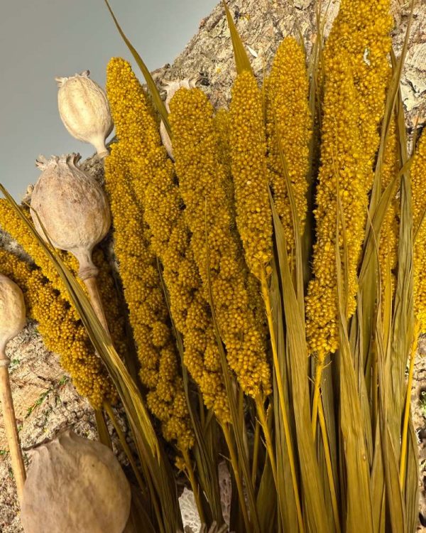 Millet yellow