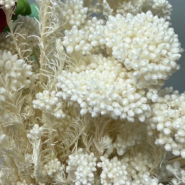 Rice flower white - Image 3