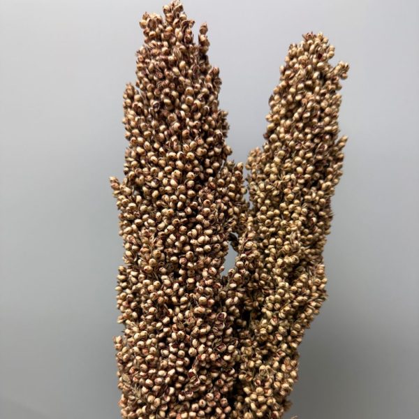 Sorgo naturale - immagine 2