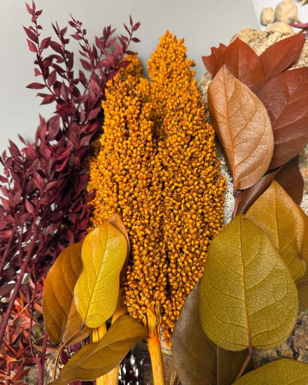 Sorghum orange - Image 2