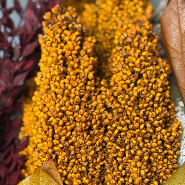 Sorghum orange